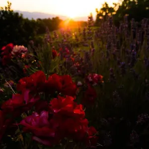  Alloggio per agriturismo Podere Luisa